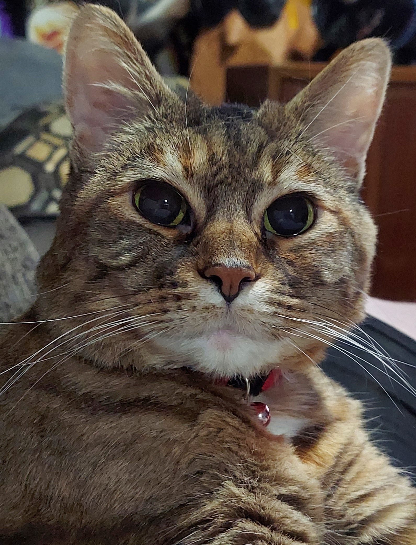 xXxHan BROlo's Avatar